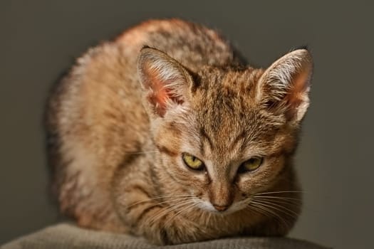 Portraite of Little Outbred Kitten over  Grey Background