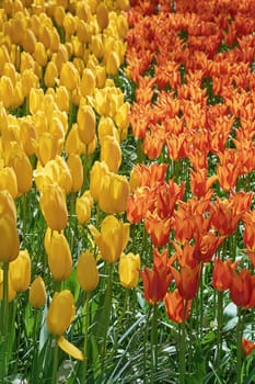 Flower Bed of Red and Yellow Tulips