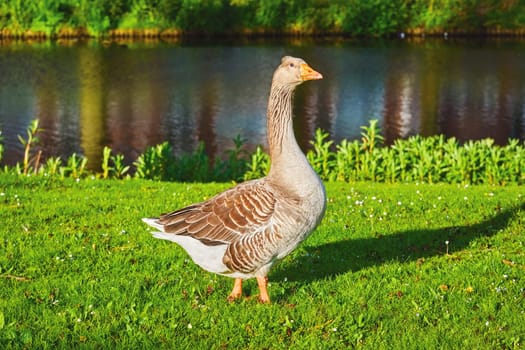 Grey Goose on the Bank of a River