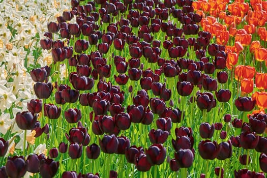 Flowerbed of Tulips and Narcissus of Differnt Colors