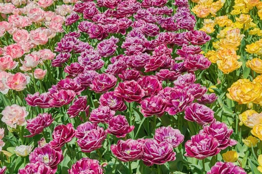 Flower Bed of Different Kinds of Color Tulips