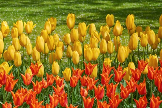 Flower Bed of Red and Yellow Tulips