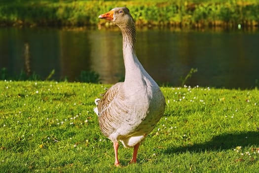 Grey Goose on the Bank of a River