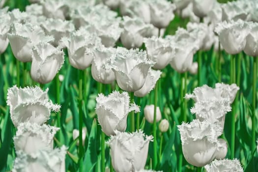 The Flowerbed of White Fringed Tulip Flowers (Shallow DoF)