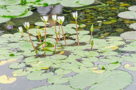 Many white lotus flowers in the marsh