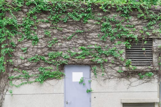 Walls and doors with vine and old