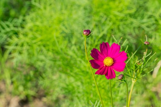 Pink flowers against the green background of the tree.