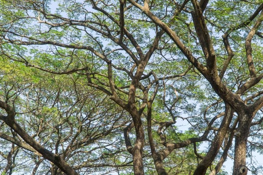 Under the big tree and with branch magnify