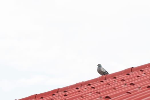 One pigeon stands on red tile roof