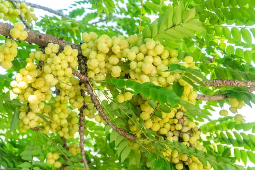 Many gooseberry fruits are at the branch.