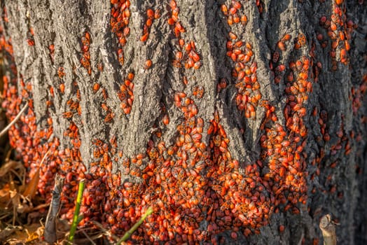 hundreds of red insects on a tree
