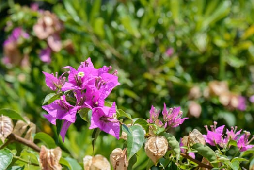 A colorful fuchsia flower of a bugainvillea