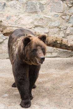 A nice and very big bear walking