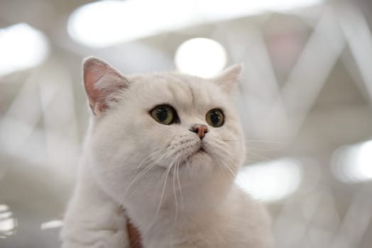 A wonderful white British shorthair portrait