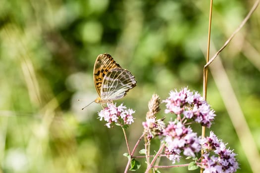 Beautiful butterfly on the side of the road in summer
