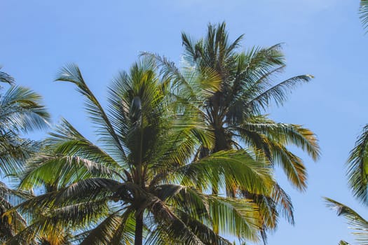 Palm tree with coconut on sky in farm Thailand