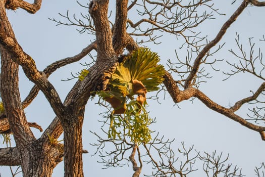 Crown Staghorn on tree or Indian Staghorn Fern,Disk Staghorn, Platycerium coronarium