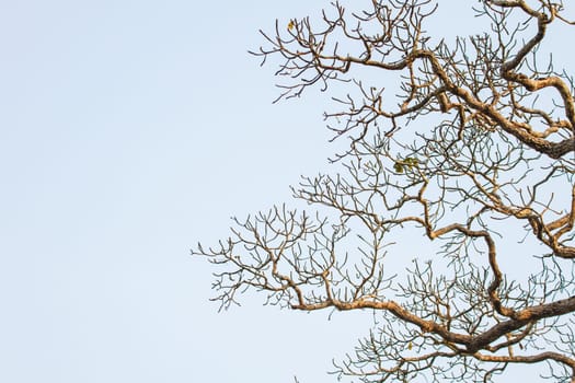 beautiful green tree and blue sky background