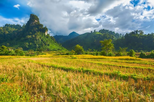 Rice field and mountains. Beautiful rural landscape. Vang Vieng, Laos.
