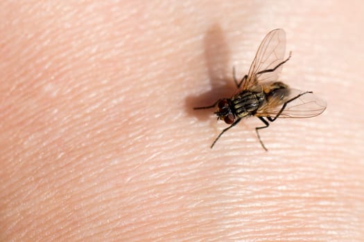 Macro photo about a fly on the human skin, infection concept.