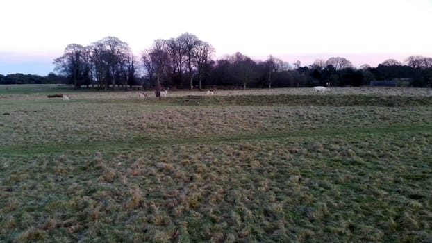 Sunset over the Tatton Park with herd of deer in background - Tatton Park Gardens,  Knutsford, United Kingdom