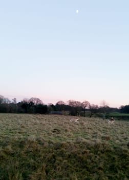 Sunset over the Tatton Park with herd of deer in background - Tatton Park Gardens,  Knutsford, United Kingdom