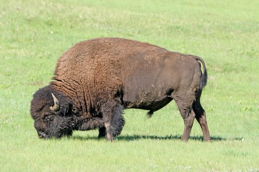 Bison Feeding in the Grasslands in Wind Cave National park in the Black Hills in South Dakota
