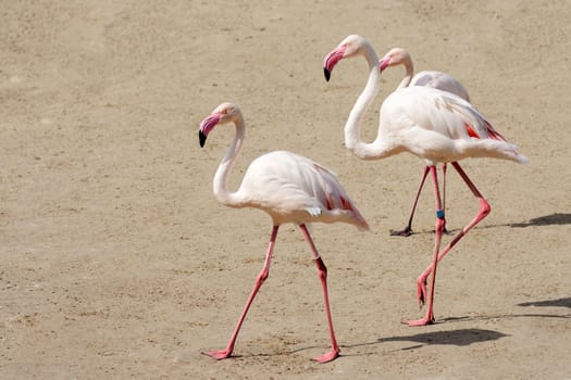 Three flamingo birds are walking on the sand.