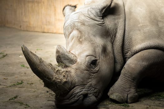Sick and tired rhinoceros is indoors in reservat. Veterinary for wild animals