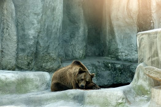 The big brown bear is sleeping on the rock in nature.