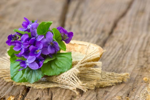 Viola odorata -  spring flowers bouquet