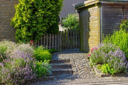 herbs in a garden