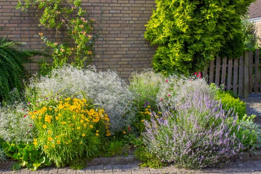 herbs in a garden