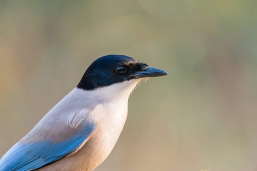 Close up portrait of Cyanopica cooki