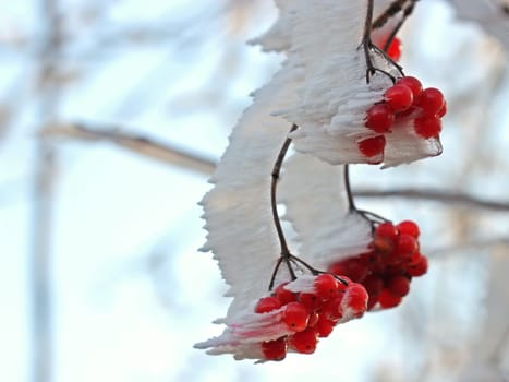 Berries of the common snowball (Viburnum opulus) with pink hoarfrost on the Hohe Meißner