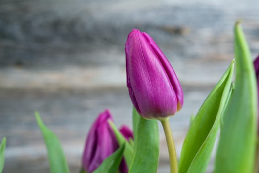 bouquet of violet tulips in front of wooden background