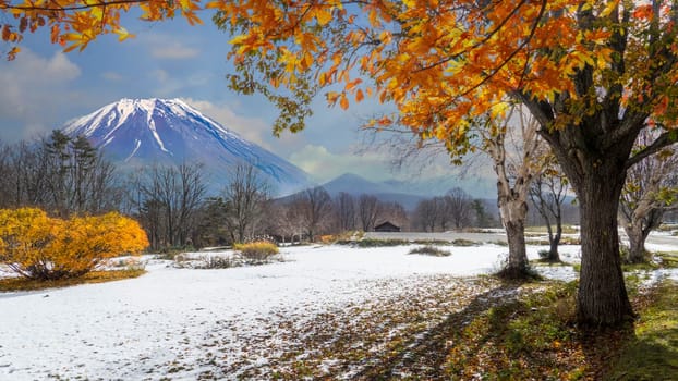 The Beautiful autumn leaves and sky background in fall season