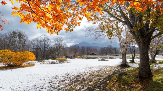 The Beautiful autumn leaves and sky background in fall season