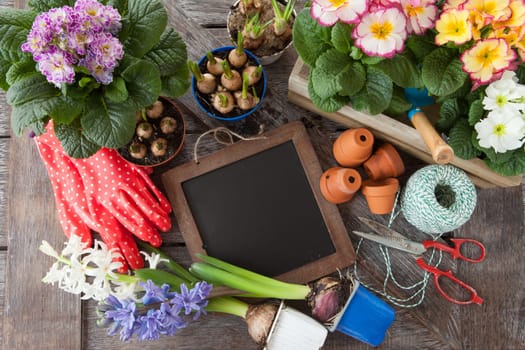 Fresh colorful flowers to plant in spring