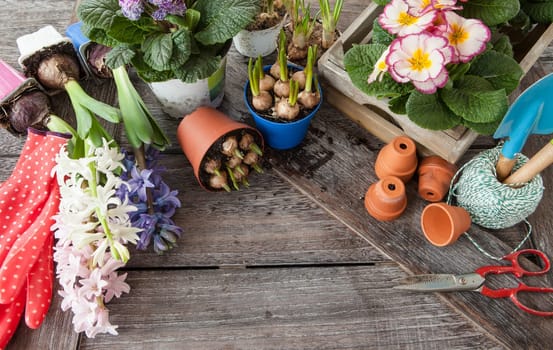 Fresh colorful flowers to plant in spring