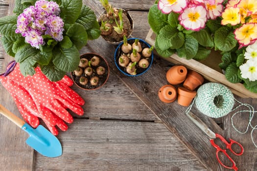 Fresh colorful flowers to plant in spring