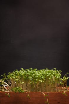 Fresh organic cress in a wooden box on a chalkboard background with space for text