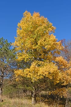Yellow Colors in the Fall in Afton State Park in Minnesota