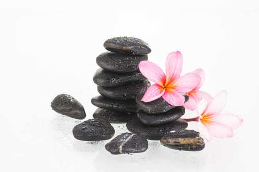 Plumeria flowers and water drops on black stones