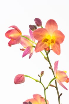Red orange Philippine ground orchid over white background