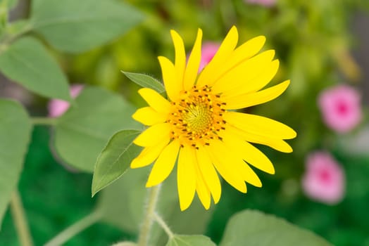 Sunflower close up