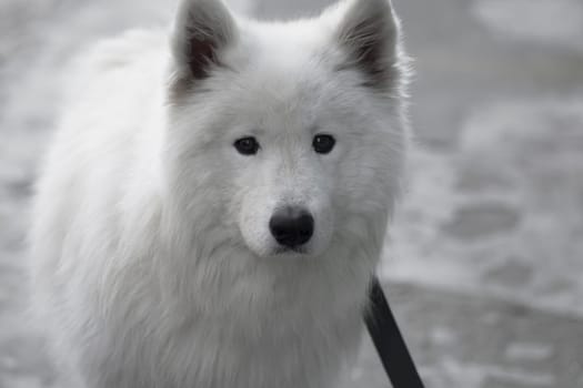 Animal portrait of lovely white dog on gray background.