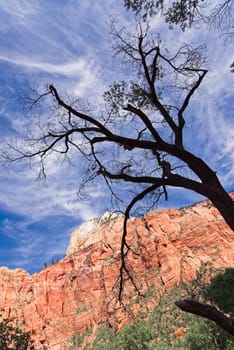 Canyon in the state of Utah southwest of the United States. Impressive rock formations and deep gorges engraved and shaped by the strength of the waters of the Virgin river.
