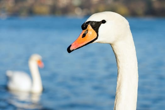 Animal portrait of white swan on blue water background.