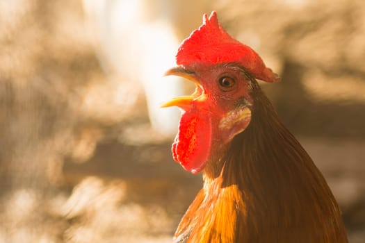 Animal portrait of crowing red rooster, cock-a-doodle-doo.